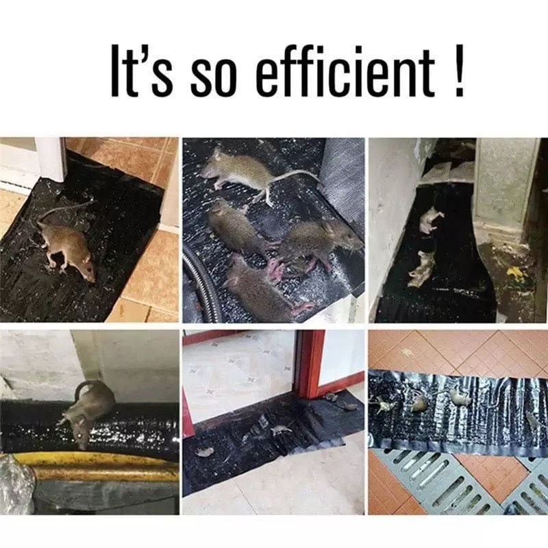 Super Glue Rat Killing Carpet